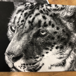 Snow Leopard Drawing